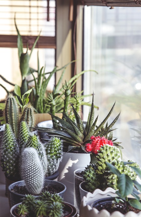 cactus plantas interiores